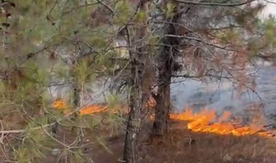 Besni’de ormanlık alanda korkutan yangın  - Videolu Haber