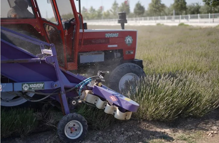 Konya Karatay’da Lavanta Hasadı Coşkusu