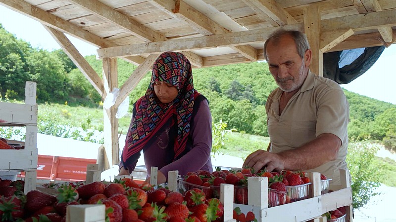 Çilekte kalitenin adresi Karamürsel Akçat Köyü