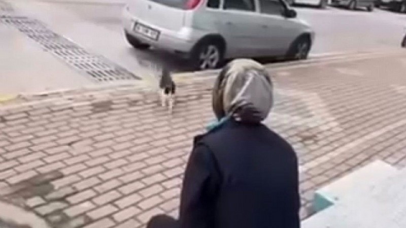 Karamürsel’de kediye eziyet eden market çalışanı savcılığa çıkartıldı