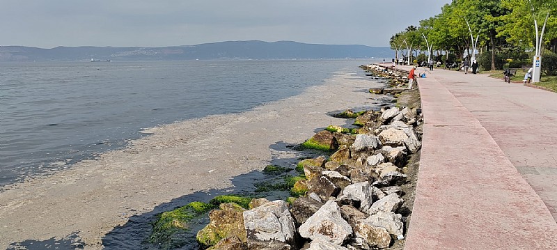 Karamürsel sahilinde müsilaj görüldü