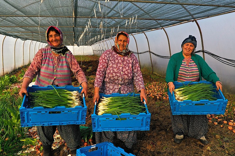 Kocaeli Büyükşehir Belediyesi’nden yüzde 50 hibeli sera desteği	