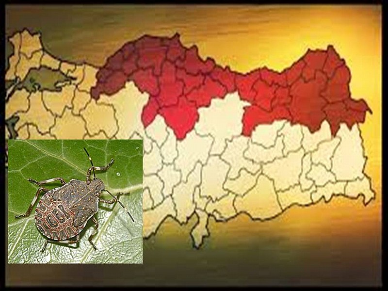 Türkiye genelinde alarm verildi! Büyük istila başladı