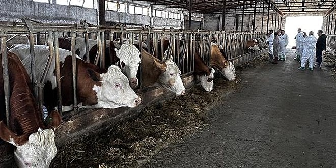 Gölcük'te şap hastalığı görüldü