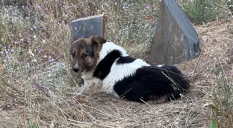İşte VEFA böyle bir şey