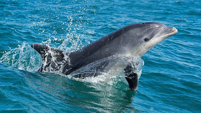 Karamürsel sahilinde yunuslar görsel şölen sundu