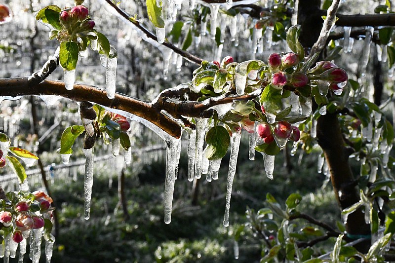Zirai don olayı bu gece başlıyor, üç gün sürecek